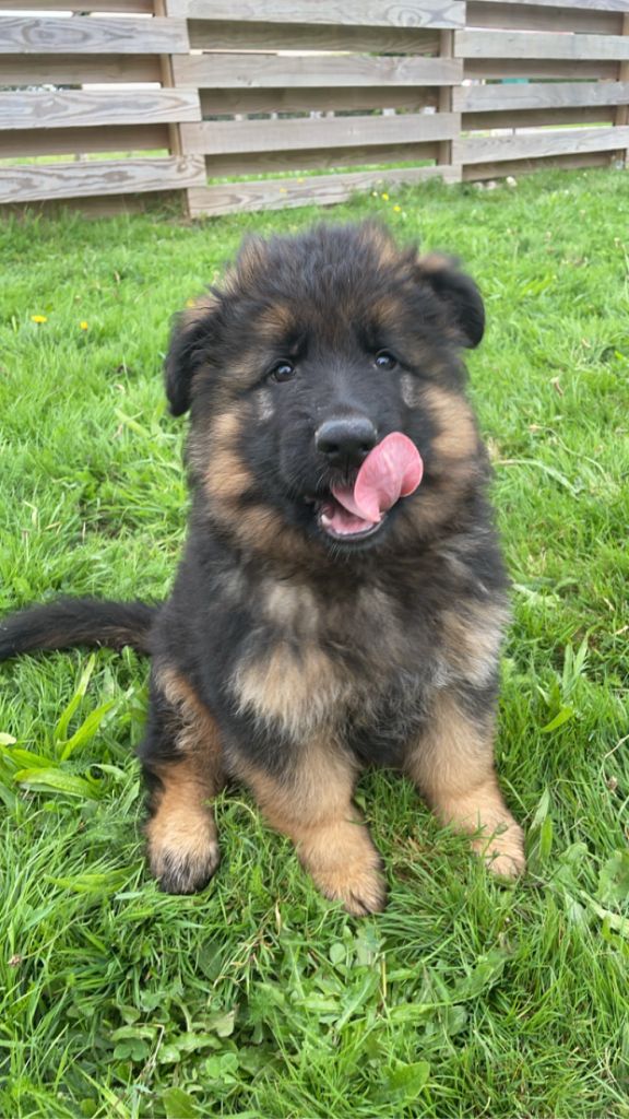 du Chalet des Pierres de Lune - Berger Allemand Poil Long - Portée née le 20/07/2024